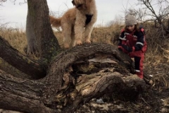 Elmer Goldendoodle F1