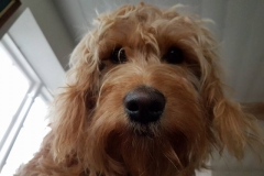 Emma fra Ally og Persy, Goldendoodle F1