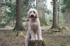 Felix fra Ally og Ozzy, Goldendoodle F1