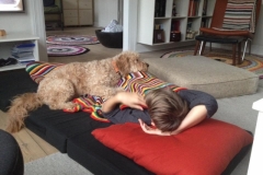 Jabba Goldendoodle F1