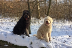 Joe Flatdoodle F1 og Ole Goldendoodle F1B