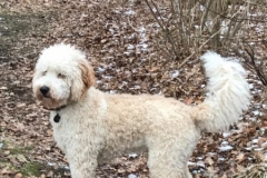 Joey Mejse og ozzy, Labradoodle F1B