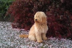 Lucky Goldendoodle F1