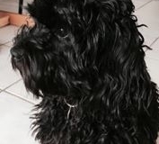 Luna cavapoo F1 2016