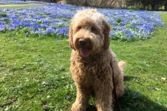 Manse doodledoodle ...nr 2