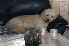 Marley Goldendoodle F1