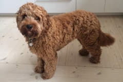 Sofus fra Dedee 2017, Cavapoo F1