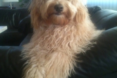 maggie, Goldendoodle F1