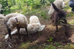 Doodler i Hareskove 3