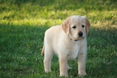 4466-82-1_25072014205501