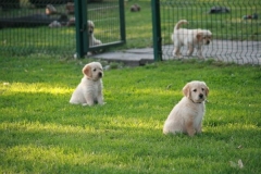 4470-82-1_25072014205501