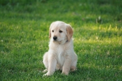 4471-82-1_25072014205533