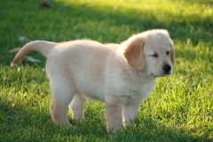 4475-82-1_25072014205533