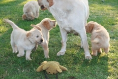 4476-82-1_25072014205604