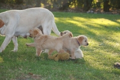 4481-82-1_25072014205634