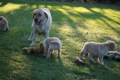 4483-82-1_25072014205634