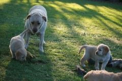 4484-82-1_25072014205634