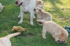 4485-82-1_25072014205634