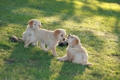 4489-82-1_25072014205711