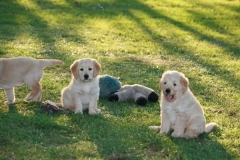 4490-82-1_25072014205711