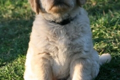 4493-82-1_25072014205745