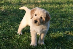 4495-82-1_25072014205745