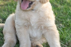 4497-82-1_25072014205836