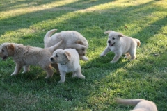 4498-82-1_25072014205836