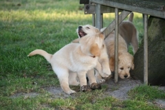 4502-82-1_25072014205912