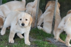 4505-82-1_25072014205913