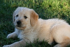 4509-82-1_25072014205952