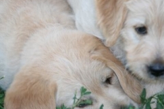 4511-82-1_25072014210030