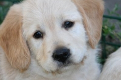 4516-82-1_25072014210053