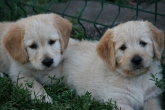 4517-82-1_25072014210053