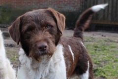 11-mdr-324x500(1) Boston Labradoodle F1