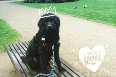 Arnold fra Sally og Persy. Trimmehund