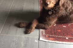 Berta carla og Gismo Labradoodle F1 trimmehund