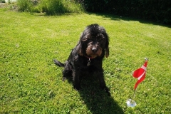 Freja fra Honda og Gismo Labradoodle F1