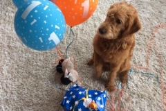 Jimbo fra Joy og Persy. Labradoodle F1 Trimmehund