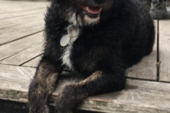 Ludvig Carla og Gismo Labradoodle F1