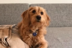 Marlee Joy og Persy datter. Trimmehund Labradoodle F1