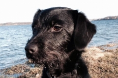 Mille Labradoodle F1 Trimmehund