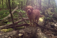 Nugga fra Joy og Persy. Labradoodle F1 Trimmehund