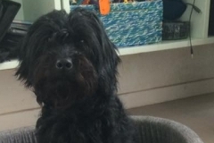 Pixi fra Sally og Persy. Labradoodle F1 Trimmehund