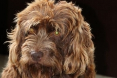 Riga Labradoodle F1