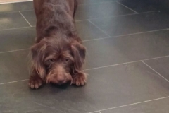 Ronja trimmehund Labradoodle F1. fra Maja