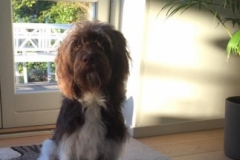 Viggo fra Mata og Gismo Labradoodle F1 Trimmehund