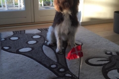 Viggo fra Mata og Gismo Labradoodle F1 Trimmehund