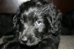 2399-44-1_06032012095159