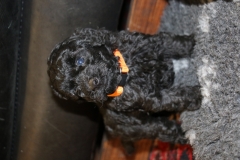 Orange 9